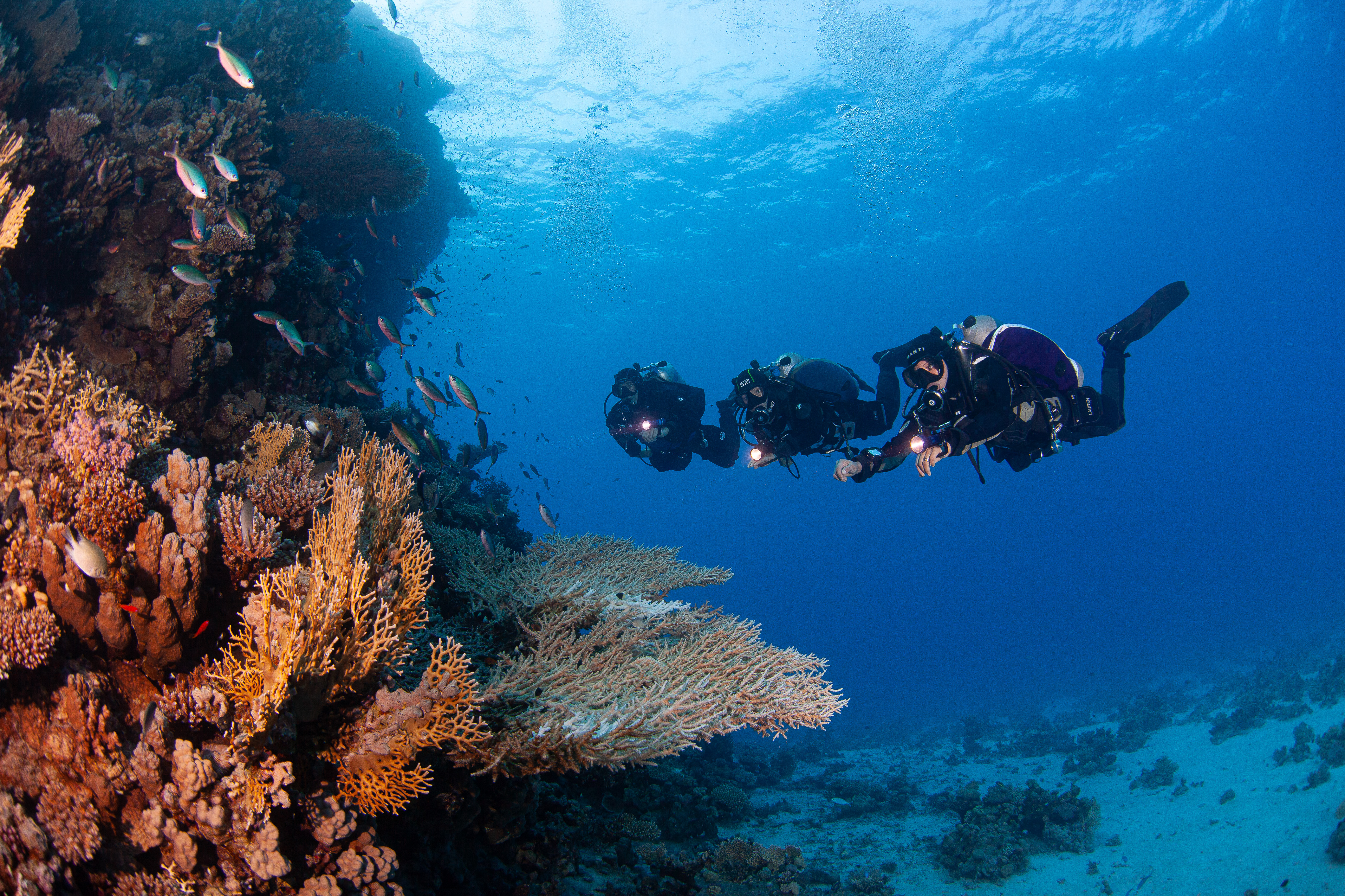 Dive for Antibiotics: SEARCHING THE OCEAN FOR novel antimicrobials